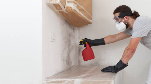 Professional Basement Mold Remediation technician working in Lakeville, MN